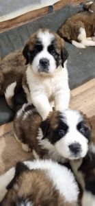 Saint Bernard puppies available NOW