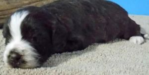 saint bernardoodle puppies for sale