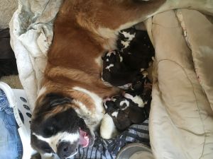 St. Bernard AKC puppies