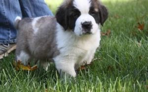 Gorgeous Female Saint Bernard Puppies Ready Now