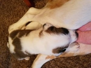 CKC Saint Bernard pups