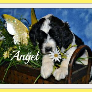 ANGEL ST. BERNADOODLE