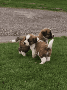 Fantastic Litter Of Saint Bernard Puppy's K.c Reg