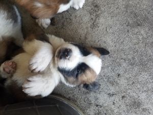 CKC Saint Bernard pups