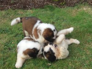 Saint Bernard Puppies Available ***