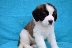 Saint Bernard Puppies Ready Now