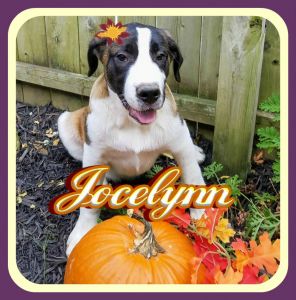 Jocelynn St Bernard Female 399.00 ***