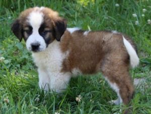 Healthy Saint Bernard puppies For Sale