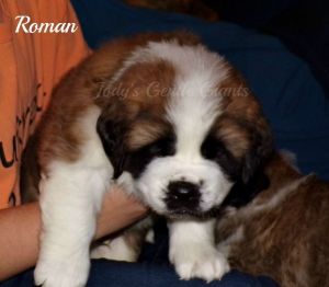 AKC Saint Bernard puppy