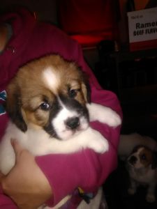 Saint bernard puppies