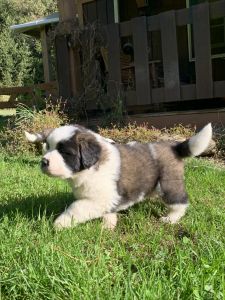 Saint Bernard Puppies