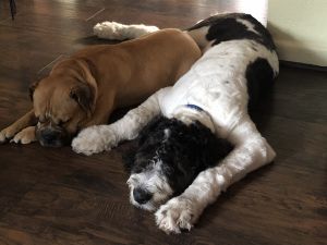 8 month St. Berdoodle