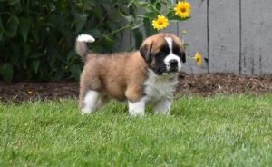 AKC Saint Bernard puppies