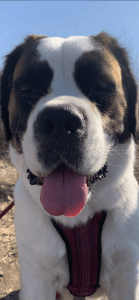 Saint Bernard for Sale!!!!!!!!!