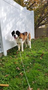 St.Bernard for sale