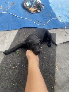 3 mth old pup Staffy x blue healer