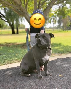 Meet Mason the English Staffy