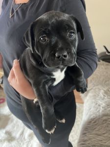 Staffordshire Bull Terrier