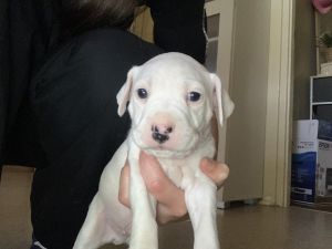 Staffy puppy’s for sale