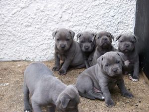 Blue Staffordshire Bull Terrier Pups