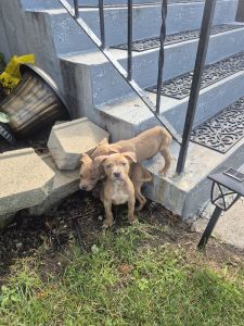 8 week old rednose and a bluenose pitbull pup