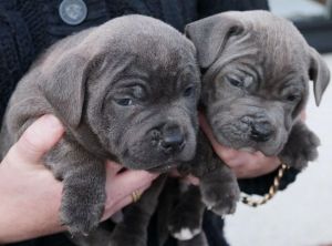 Staffordshire Bull Terrier Puppies.