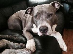 marvelous Staffordshire Terrier puppies