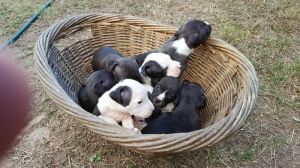 Staffy pups for sale