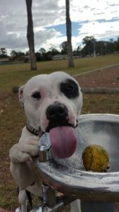 12 weeks Purebred Staffy Male