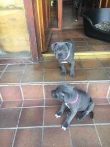 ***Akc Blue Staffordshire Bull Pups***
