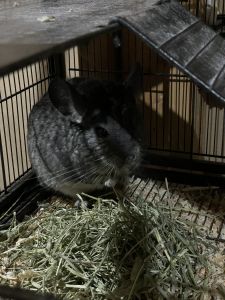 Female Chinchilla