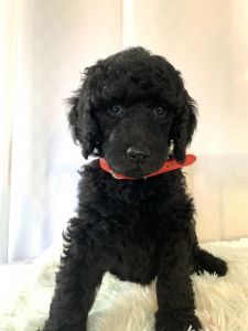 Standard Poodle Indiana
