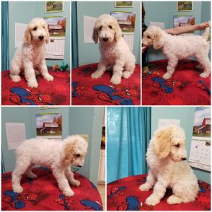 AKC Standard Poodles