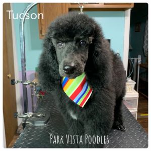 Well bred, health guarantee