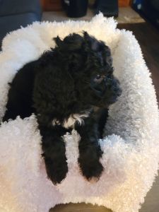 APRI registered Standard poodles, 1st shot an wormed DOB 12/29, these
