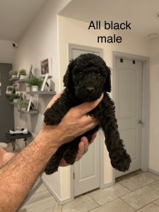 ACA Standard Poodle pups
