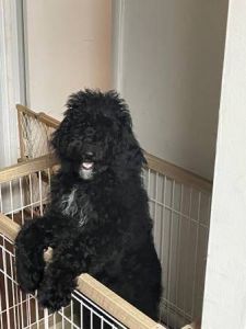 Standard Poodle