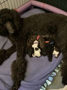 These sweet looking for their forever homes