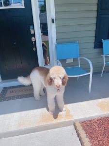 Standard Poodle for Sale