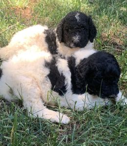 Beautiful standard poodle puppies