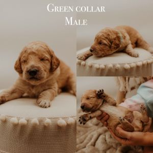 Akc standard poodles