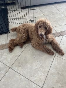 5 mo. Male Standard Poodle