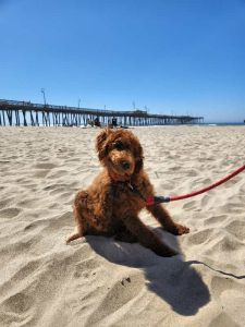 akc dark red standard poodle puppy