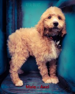 Standard Poodle Pups