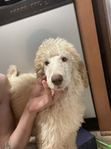 AKC standard poodle