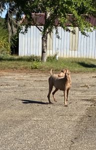 Boone Hill Standard Poodles