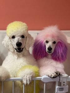 AKC PUPPIES FOR SALE NOW