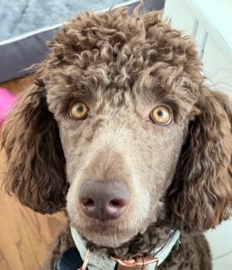 Small Standard Poodle