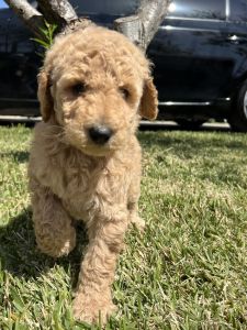 Poodle puppie