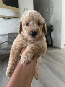Standard poodles for sale